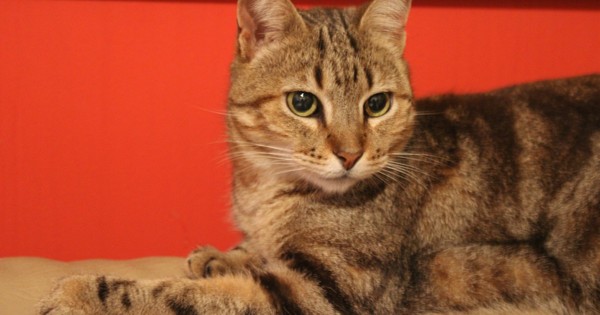 La Nación / Veterinarios celebrarán su día con castración felina en el Centro Antirrábico