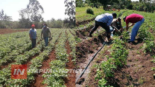 PRODUCCIÓN DE PAPA: GOBERNACIÓN GESTIONA 100 SISTEMAS DE RIEGO PARA PRODUCTORES.
