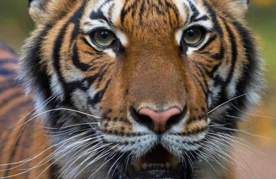 Proponen cierre de zoo en Chile tras la muerte de cuidadora atacada por un tigre