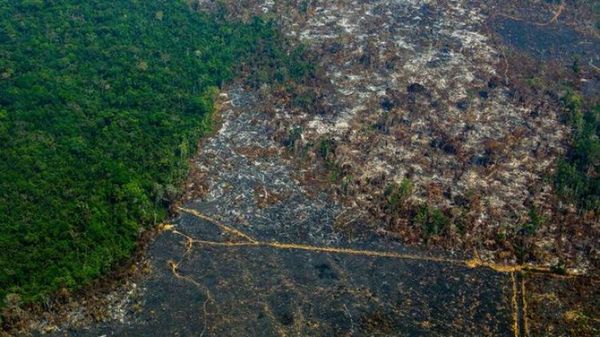 La deforestación en la Amazonía brasileña avanza de forma alarmante