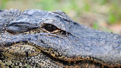 Un hombre es rescatado de las fauces de un cocodrilo en una remota región de Australia