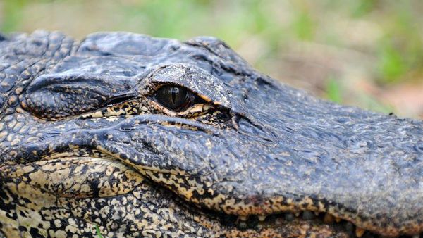 Un hombre es rescatado de las fauces de un cocodrilo en una remota región de Australia