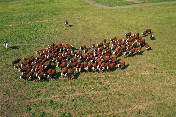 Mañana lunes, El Rodeo remata 194 vaquillas preñadas Braford de San Florencio