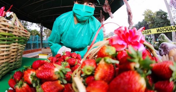 La Nación / Feria de la Frutilla en la Costanera y cosecha en Areguá