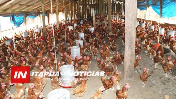 MUESTREO EN GRANJAS AVÍCOLAS PARA CONTROLAR ENFERMEDADES.