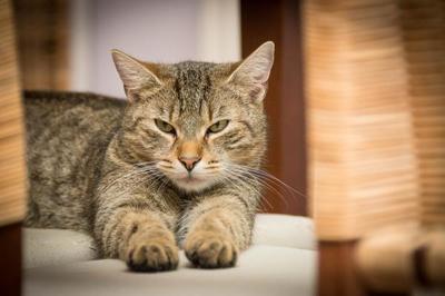 Día internacional del gato ¿por qué se celebra tres veces al año? | El Independiente