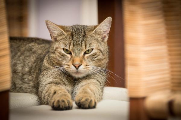 Día internacional del gato ¿por qué se celebra tres veces al año? | El Independiente