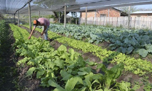 Pandemia no afectó considerablemente sistema alimentario del Paraguay, según FAO