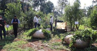 La Nación / Buscan mejorar rendimiento de la yerba mate