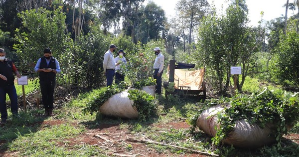 La Nación / Buscan mejorar rendimiento de la yerba mate