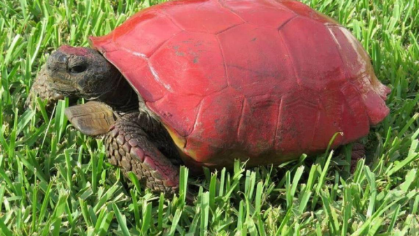 Buscan a la persona que pintó de rosa dos tortugas de una especie en peligro en Florida