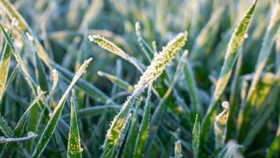 Heladas afectaron a cultivos de trigo, canola, caña de azúcar y hortifrutícolas (zona sur del país es la más golpeada)