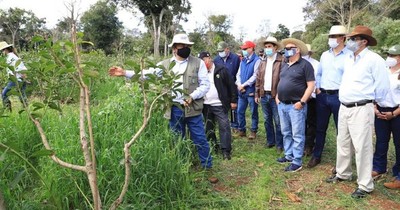 La Nación / Buscan potenciar el rendimiento de los cultivos de yerba mate