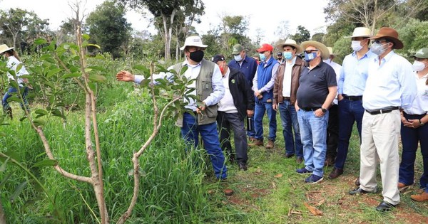 La Nación / Buscan potenciar el rendimiento de los cultivos de yerba mate