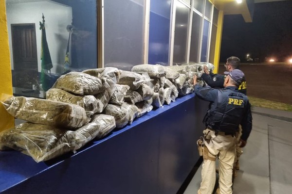 Decomisan 59 kilos de SKUNK, el alucinógeno de “MODA”