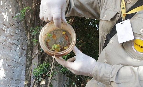 Diario HOY | Dengue se mantiene en descenso: instan a eliminar criaderos de mosquitos