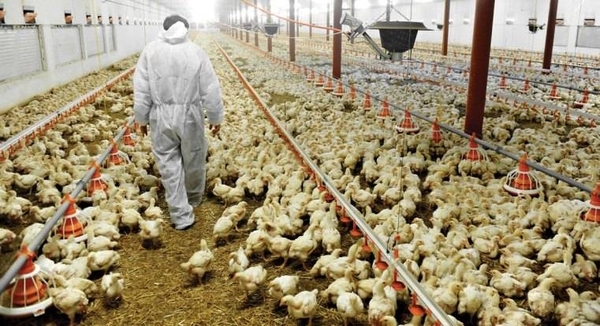 Diario HOY | Cierres de ruta golpean al sector avícola: miles de aves podrían morir por falta de alimento