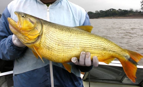Diario HOY | Proponen prohibir pesca de Dorado y Surubí ante cada vez mayor escasez de ejemplares