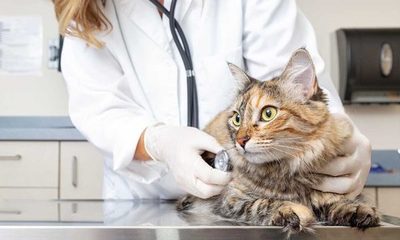 Jornada de castración felina gratuita | OnLivePy