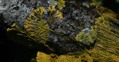 La Nación / El “blob”, curioso ser vivo, llegará al espacio por primera vez
