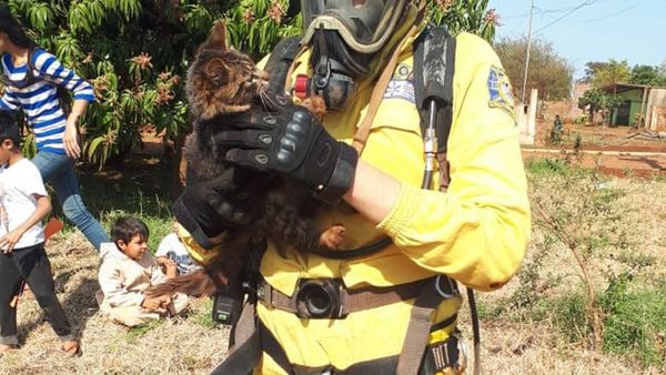 Pequeño gato pasa su día atrapado en un profundo pozo y es rescatado