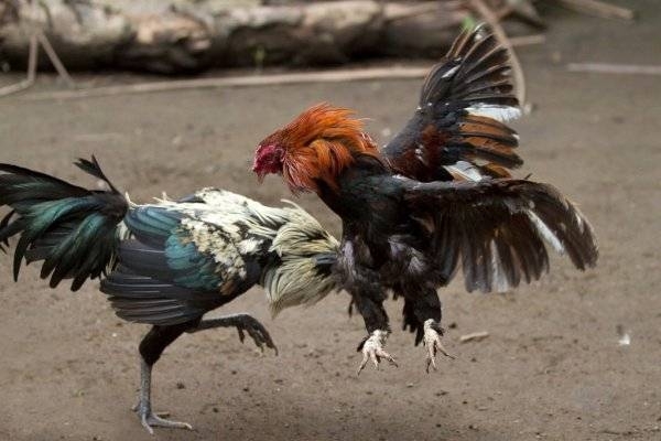 Diario HOY | Intervienen la cárcel de Tacumbú por ingreso de gallos de riña
