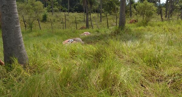 Abigeos no dan tregua a los pequeños productores de Paraguarí  - Nacionales - ABC Color