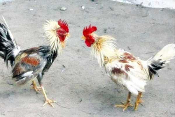 Intervención de la penitenciaría de Tacumbú tras pelea de gallos