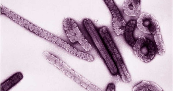 La Nación / África occidental registra primer caso del virus de Marburgo