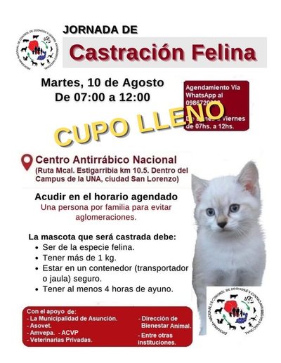 Realizarán jornada de castración felina gratuita - Nacionales - ABC Color