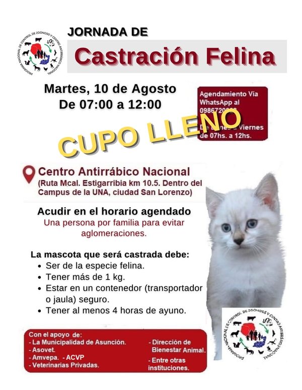Realizarán jornada de castración felina gratuita - Nacionales - ABC Color