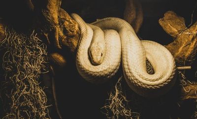 ¿Qué? Hallan ejemplar de “serpiente pene” en Estados Unidos