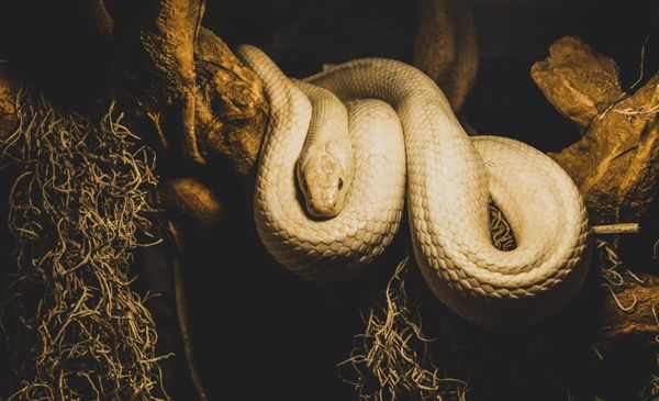 ¿Qué? Hallan ejemplar de “serpiente pene” en Estados Unidos