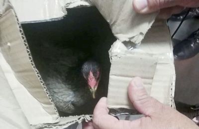 Intervienen Tacumbú para investigar riña de gallos - Nacionales - ABC Color
