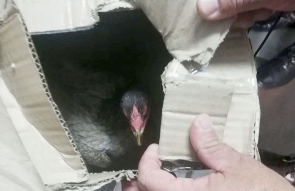 Intervienen Tacumbú para investigar riña de gallos - Nacionales - ABC Color