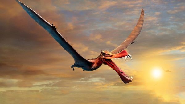 Hallan a un dinosaurio volador, descrito como un dragón