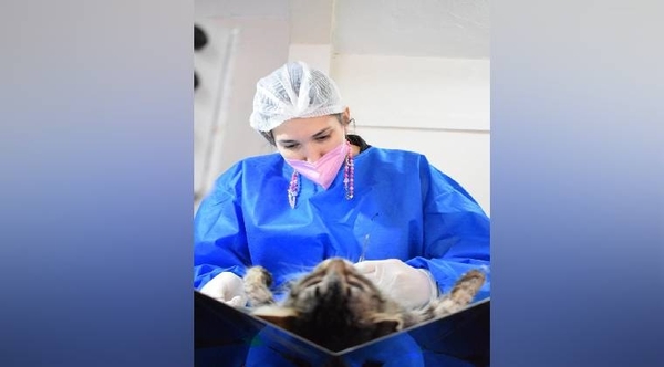 Diario HOY | Hoy castración felina gratuita en San Lorenzo