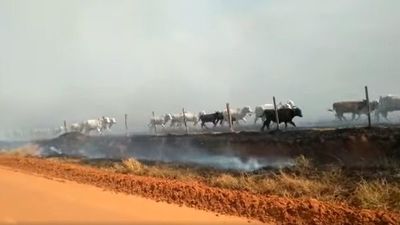 Bomberos salvaron a las vacas de un inmenso incendio