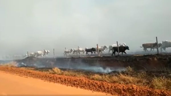 Bomberos salvaron a las vacas de un inmenso incendio