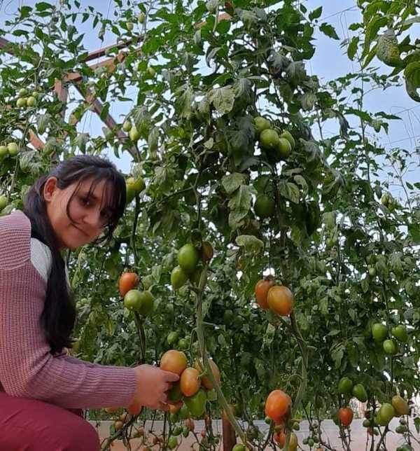Emprendedora genera ingresos económicos por medio del cultivo de tomates y el apoyo del CAH | .::Agencia IP::.