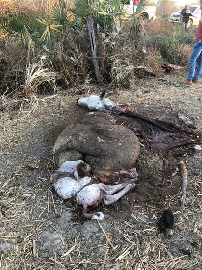 Abigeos causan zozobra entre ganaderos de Fuerte Olimpo - Nacionales - ABC Color