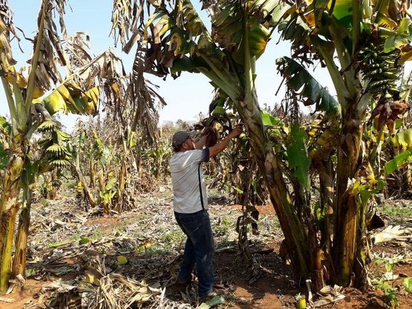 Productores de Guayaybí afectados por heladas piden fertilizantes a la Deag - Nacionales - ABC Color