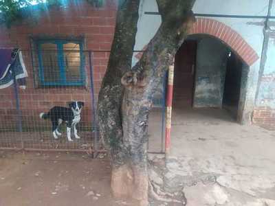 PERRITO CAUSA CONFLICTO ENTRE VECINOS EN SAN JUAN DEL PNÁ