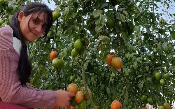 Emprendedora genera ingresos económicos por medio del cultivo de tomates