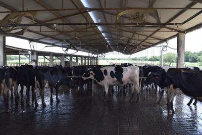 Industria láctea estima pérdidas de Gs. 20.000 millones por paro de camioneros