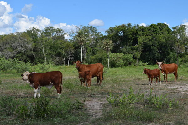 Innovaciones con menor impacto ambiental y aumento de rentabilidad