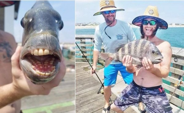 Crónica / Ojetopá pira con cara de humano y dientes
