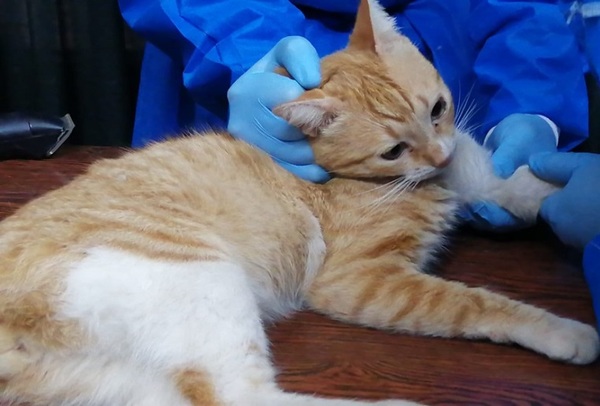 Profesionales recomiendan la castración felina para prevención de enfermedades | Lambaré Informativo
