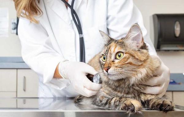 La castración felina y sus numerosos beneficios