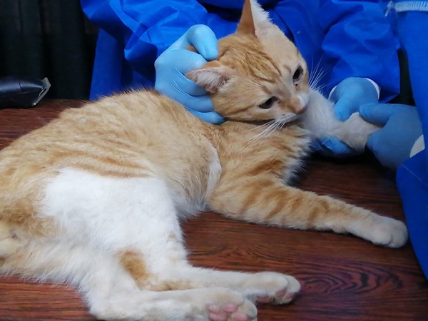 ¿Por qué se recomienda la castración felina?